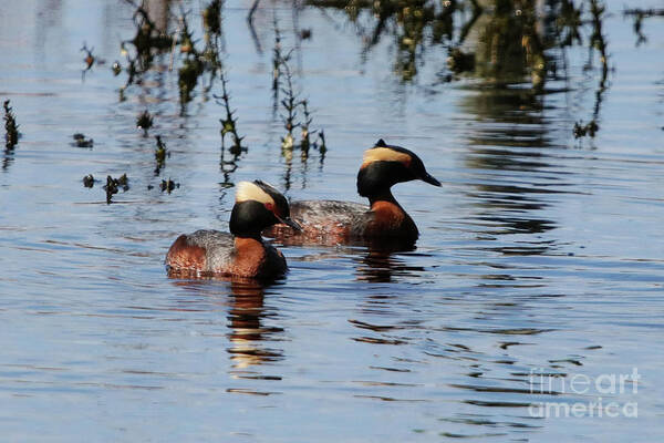 Horned Grebe Couple Art Print featuring the photograph Horned Grebe Couple by Alyce Taylor