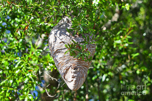 Hornets Nest Art Print featuring the photograph Hornets Home by Al Powell Photography USA