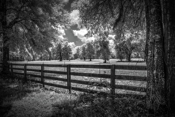 Horse Country # Nature # Tree # Infrared # Infrared Photography #tree Infrared # Nature Infrared #r72 Infrared # Hoya #. Nature #central Florida #rural Florida #florida# United States # North Central Florida #newberry # Black And White Art Print featuring the photograph Horse country by Louis Ferreira