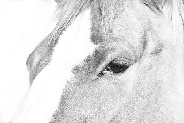 Horse Art Print featuring the photograph Horse Eye Black and White by Stephanie McDowell