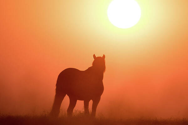 Silhouette Art Print featuring the photograph Horse Silhouette by Wesley Aston