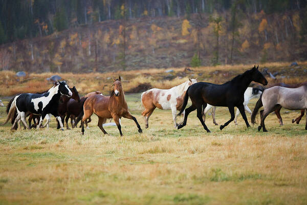 Horse Art Print featuring the photograph Horses by Sharon Jones
