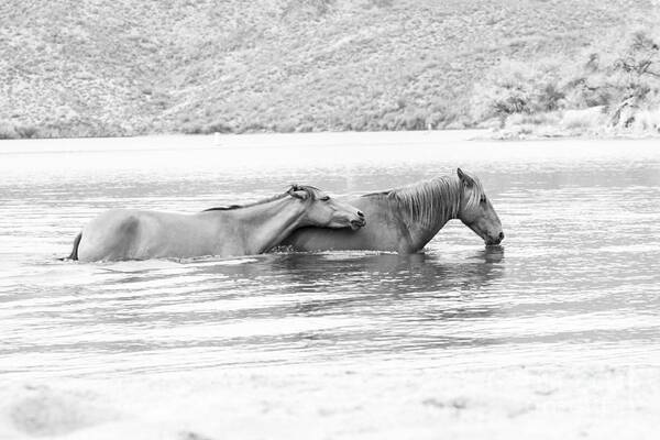Salt River Wild Horses Art Print featuring the photograph Horses Side by Side by Ruth Jolly