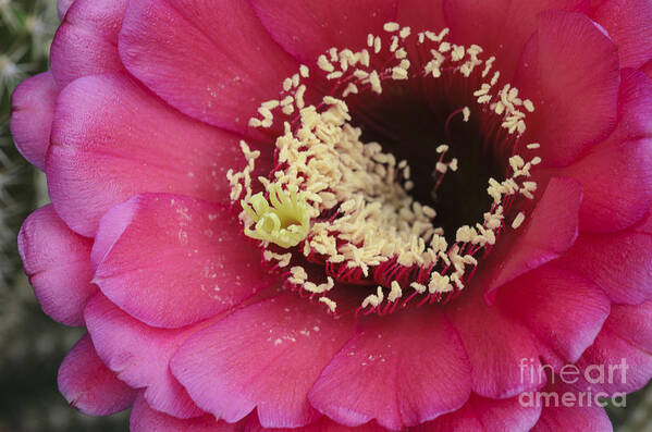 Pink Cactus Bloom Art Print featuring the photograph Hot Pink Cactus Bloom by Tamara Becker