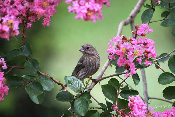 Birds Art Print featuring the photograph House Finch by Trina Ansel