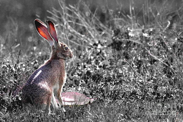 Year Of The Rabbit Art Print featuring the photograph How About Two Out of Three . Desaturated by Wingsdomain Art and Photography