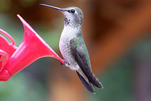 Green Art Print featuring the photograph Hummingbird 1 by Mary Deal