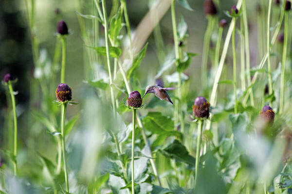 Hummingbird; Wildflowers; Wildlife; Flight Art Print featuring the photograph Hummingbird #2 by Brett Pelletier