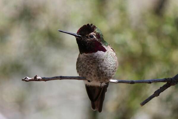 Hummingbird Art Print featuring the photograph Hummingbird - 7 by Christy Pooschke