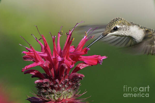 Hummingbird Art Print featuring the photograph Hummingbird and Bee Balm by Robert E Alter Reflections of Infinity