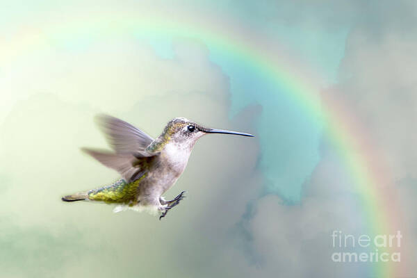 Hummingbird Art Print featuring the photograph Hummingbird Under Rainbow by Bonnie Barry