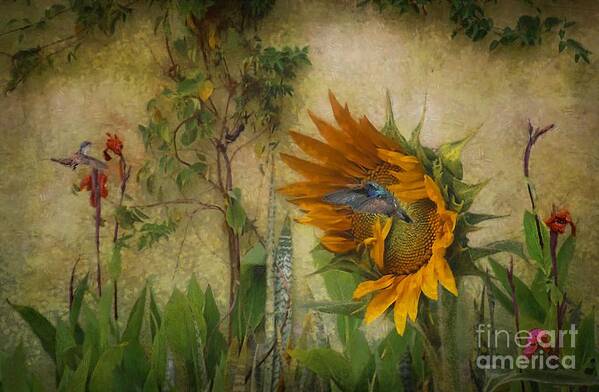 John+kolenberg Art Print featuring the photograph Hummingbirds In My Garden by John Kolenberg