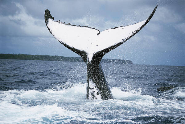 Mp Art Print featuring the photograph Humpback Whale Tail Tonga by Mike Parry