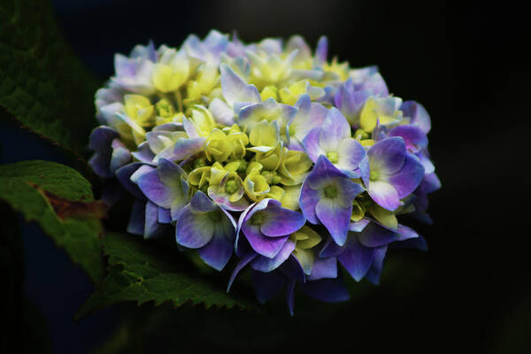 Hydrangea Flowers Art Print featuring the photograph Hydrangea 3705 H_2 by Steven Ward