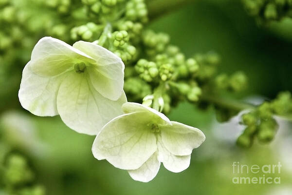 Angelini Art Print featuring the photograph Hydrangea Buds visit www.AngeliniPhoto.com for more by Mary Angelini