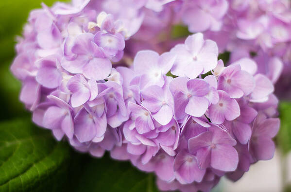 Hydrangea Art Print featuring the photograph Hydrangea in Purple by Parker Cunningham