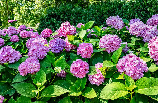 Alabama Art Print featuring the photograph Hydrangea by Steven Gordon