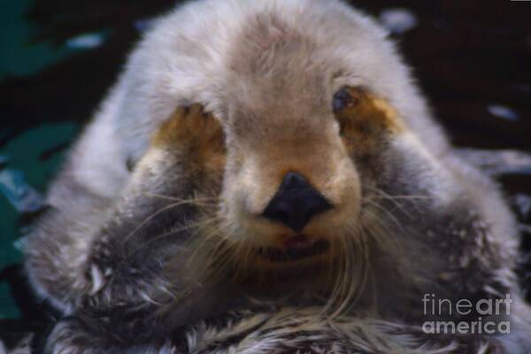 Otters Art Print featuring the photograph I can't watch by Nick Gustafson