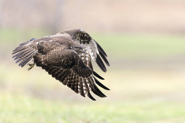 Wildlife Art Print featuring the photograph I Fly Away by Alberto Carati