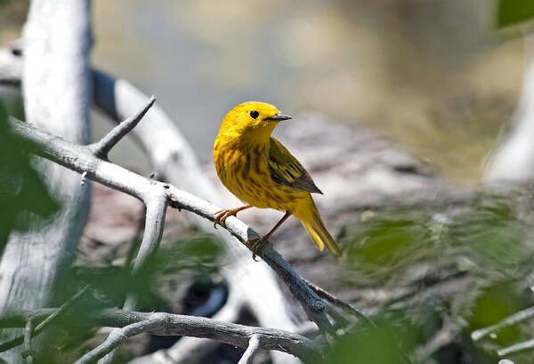 Yellow Warbler Art Print featuring the photograph I see you by Terry Dadswell