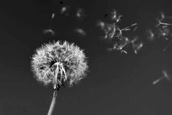 Dandelion Art Print featuring the photograph I Wish I May I Wish I Might Love You by Scott Campbell