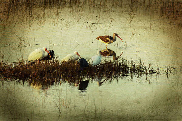 Birds Art Print featuring the photograph Ibis at Sunset in the Everglades by George Kenhan