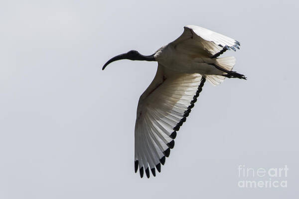 Flight Art Print featuring the photograph Ibis in Flight by Pravine Chester