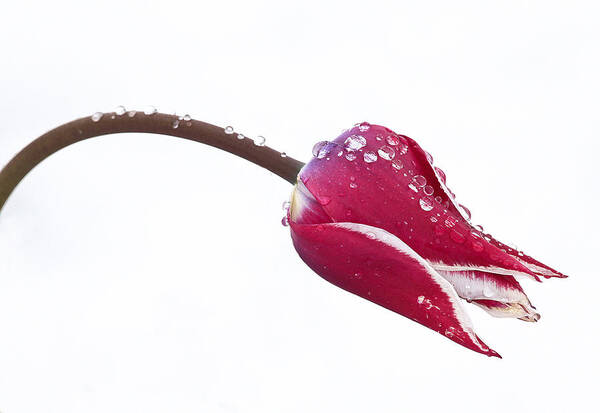 Tulips Art Print featuring the photograph Ice Drops On Tulip by James Steele