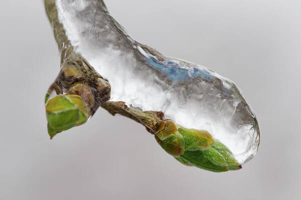 Awakening Art Print featuring the photograph Ice Storm buds by Jakub Sisak