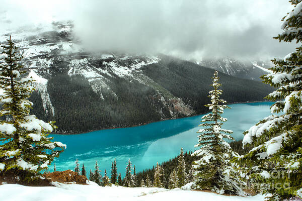 Peyto Lake Fog Art Print featuring the photograph Icy Blue Reflections Through The Trees by Adam Jewell