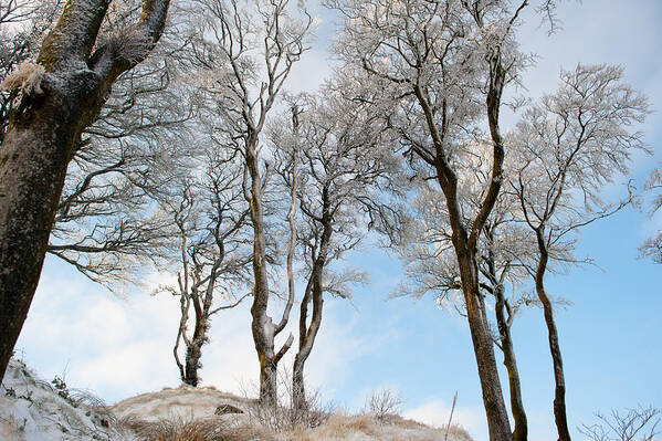 Snow Art Print featuring the photograph Icy Trees by Helen Jackson