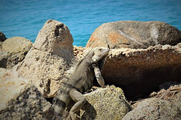 Iguana Art Print featuring the pyrography Iguana by Gary Smith