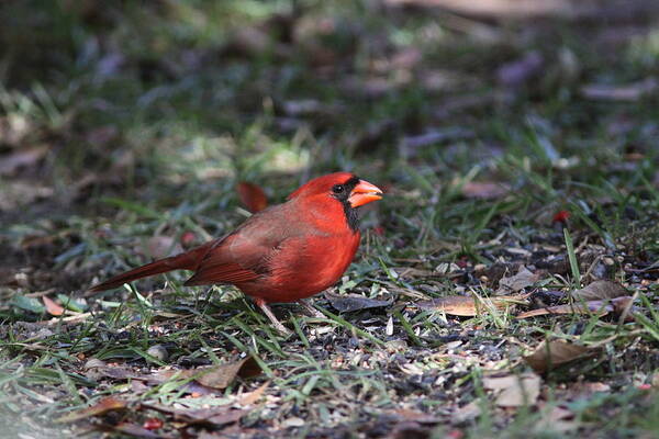 Northern Cardinal Art Print featuring the photograph IMG_4215-003 - Northern Cardinal by Travis Truelove