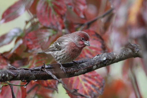 House Finch Art Print featuring the photograph IMG_6988 - House Finch by Travis Truelove