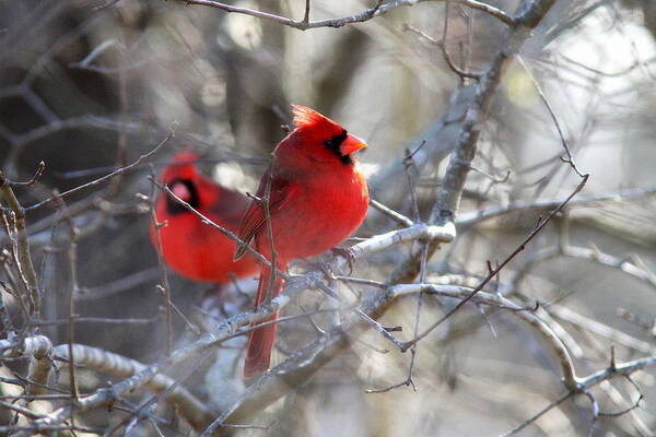 Northern Cardinal Art Print featuring the photograph IMG_7656 - Northern Cardinal by Travis Truelove