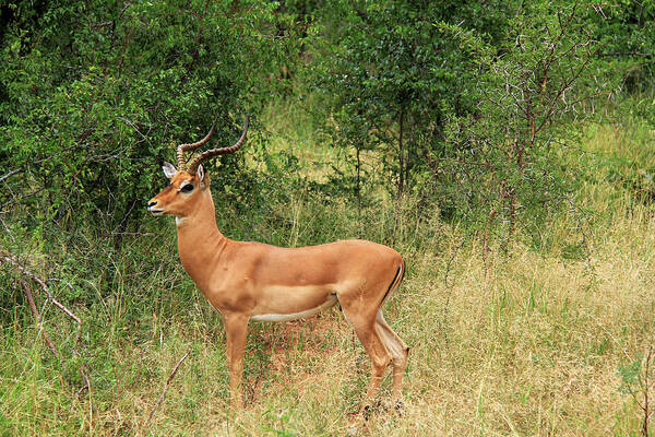 Impala Art Print featuring the photograph Impala by Richard Krebs