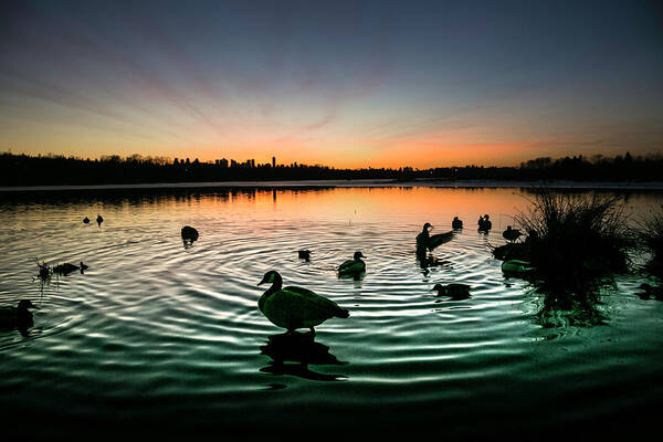 Ducks Art Print featuring the photograph In a Flap by Monte Arnold