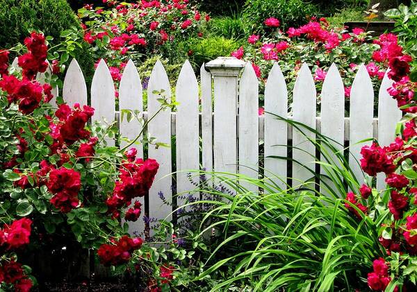 Red Roses Art Print featuring the photograph In A Summer Rose Garden by Angela Davies