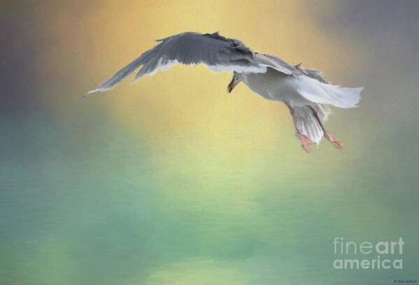 Seagull Art Print featuring the photograph In Flight by Eva Lechner