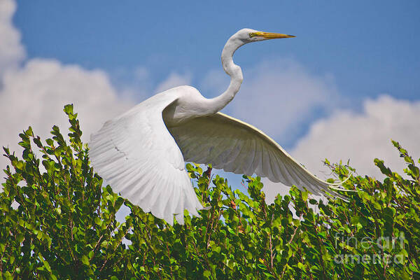 Birds Art Print featuring the photograph In Flight by Judy Kay