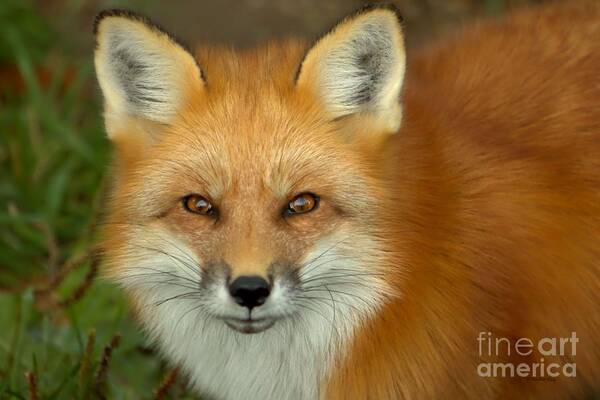 Cute Fox Art Print featuring the photograph In focus by Heather King