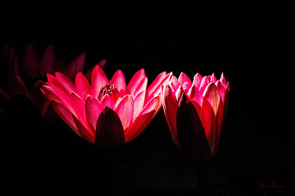 Lily Art Print featuring the photograph In Light There is Hope by John Rivera