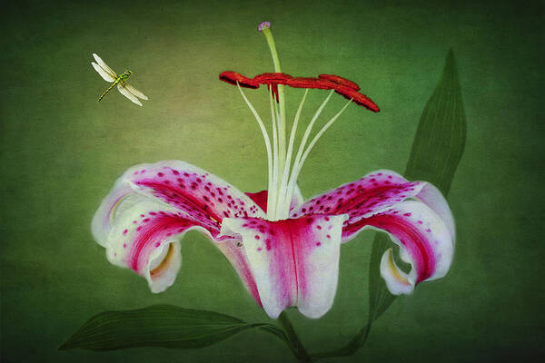Stargazer Lilies Art Print featuring the photograph In Love by Marina Kojukhova