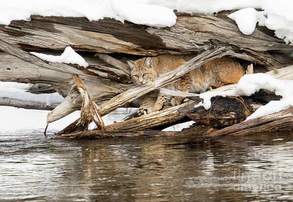 Bobcat Art Print featuring the photograph In Sight by Aaron Whittemore