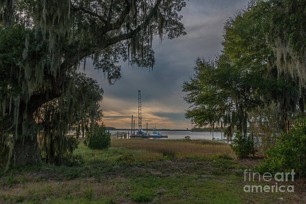 Live Oak Tree Art Print featuring the photograph In Progress by Dale Powell