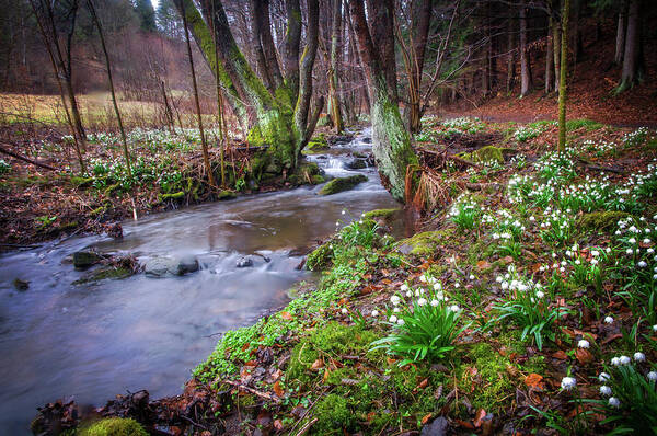 Jenny Rainbow Fine Art Photography Art Print featuring the photograph In Spring Wilderness with Snowdrops by Jenny Rainbow