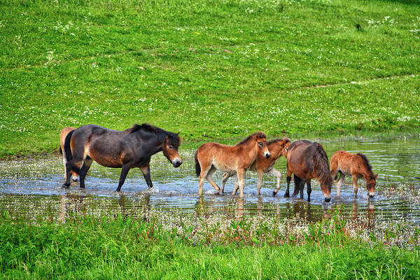 Nature Art Print featuring the photograph In the puddle 2 by Ingrid Dendievel