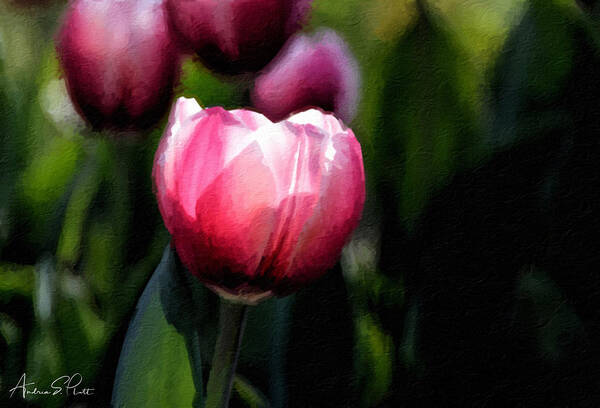 Tulip Art Print featuring the photograph In the Spotlight by Andrea Platt