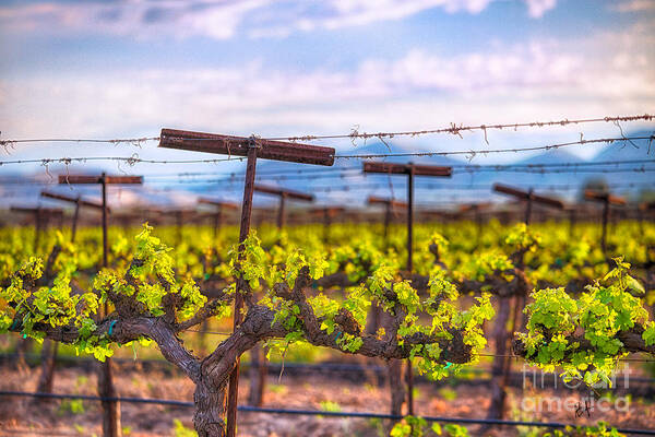 Vineyard Art Print featuring the photograph In the Vineyard by Anthony Michael Bonafede