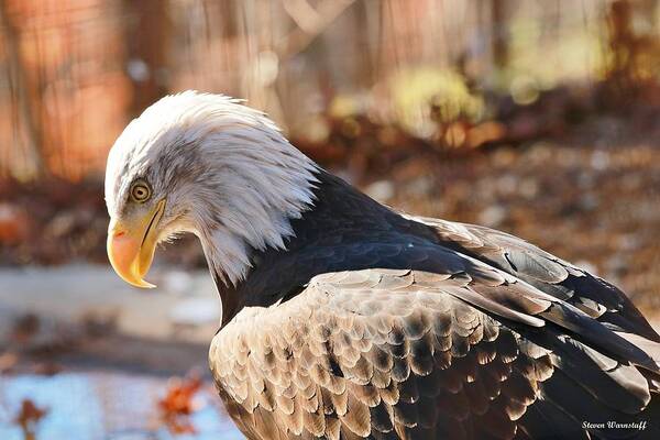 Eagle Art Print featuring the photograph In Thought by Steve Warnstaff